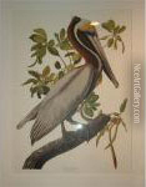 Brown Pelican Oil Painting - John James Audubon
