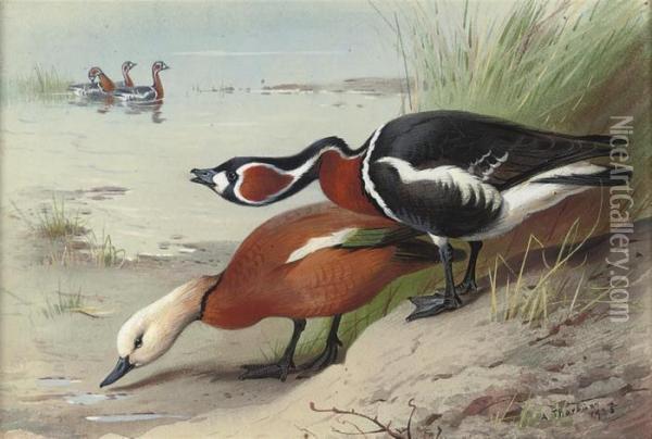 A Ruddy Shelduck And A Red-breasted Goose At The Water's Edge Oil Painting - Archibald Thorburn