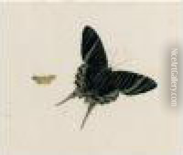 A Butterfly And A Moth Oil Painting - Johannes Bronkhorst