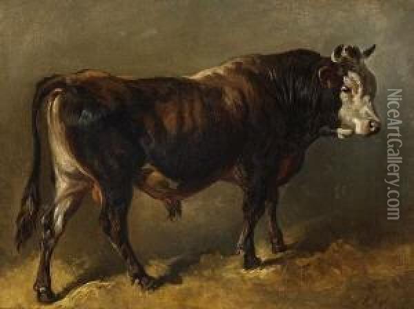 Stier. Oil Painting - Friedrich Johann Voltz