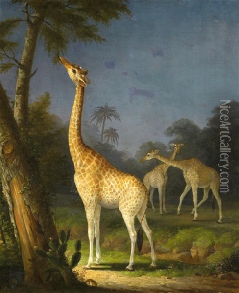 Drei Giraffen Oil Painting - Richard Barrett Davis