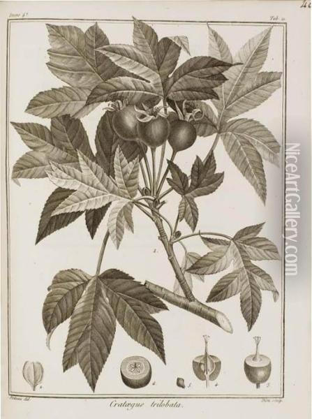 Icones Plantarum Syriae Rariorum Oil Painting - Jacques Julien Houton De Labillardiere