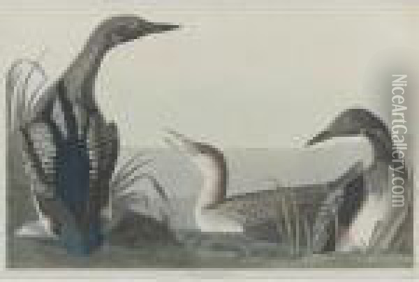 Black Throated Diver Oil Painting - John James Audubon