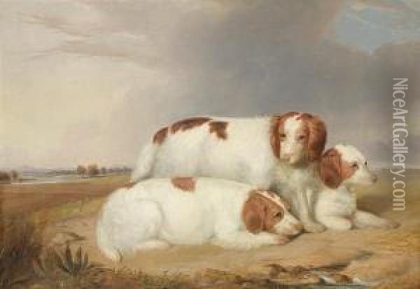 A Portrait Of Three Red And Whitespaniels Oil Painting - William Robinson