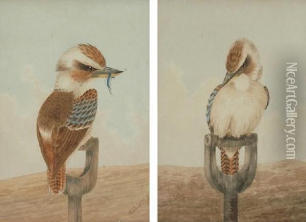 Pair Of Kookaburras Oil Painting - Neville, Will. Cayley Jnr.