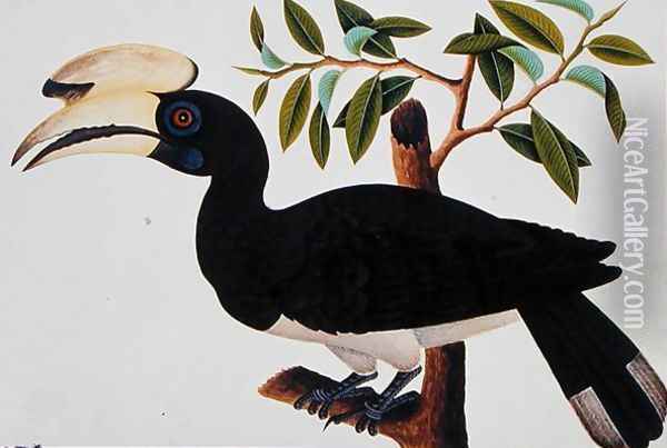 Ke-ke, from 'Drawings of Birds from Malacca', c.1805-18 (4) Oil Painting - Anonymous Artist