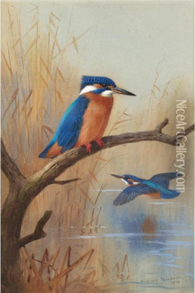 A Pair Of Kingfishers Oil Painting - Archibald Thorburn