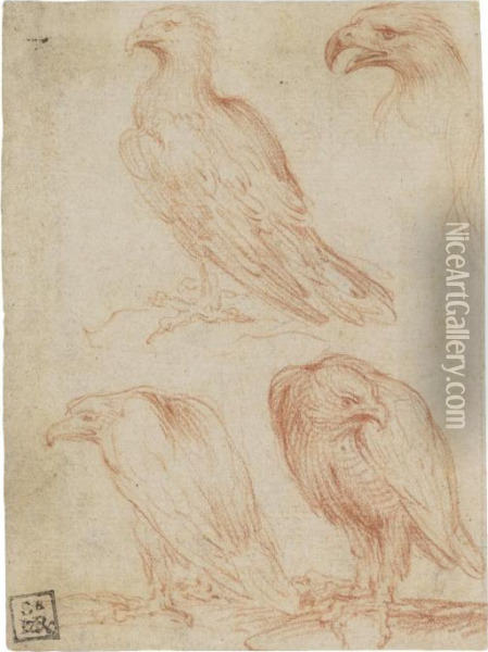 An Eagle Oil Painting - Girolamo Francesco Maria Mazzola (Parmigianino)
