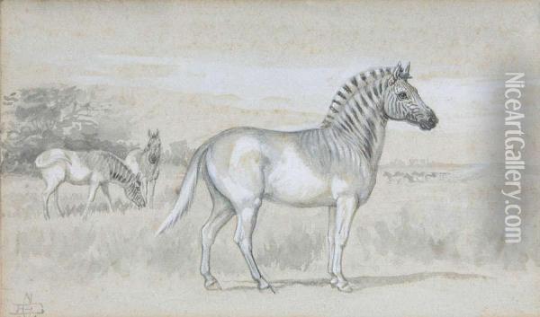 Studie Voor Zebra's Oil Painting - Edmund Caldwell