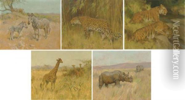 Zebras; A Leopard; Tigers; Giraffes And A Rhino Oil Painting - Arthur Wardle