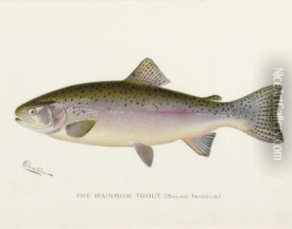 Annual Report Of The Commissioners Of Fisheries, Game And Forests Of The State Of New York: Eight Plates Oil Painting - Sherman Foote Denton