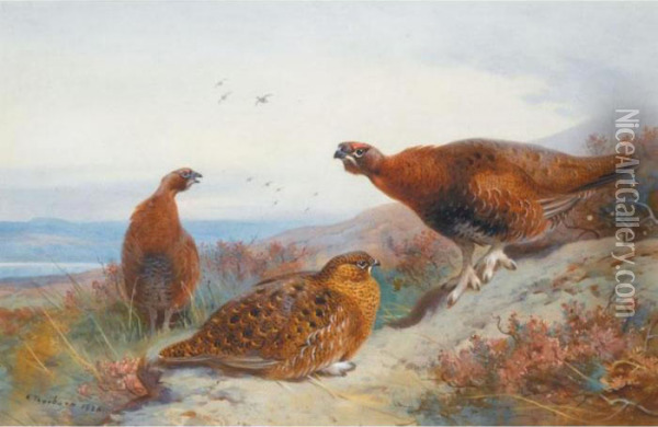 Grouse On A Moor Oil Painting - Archibald Thorburn