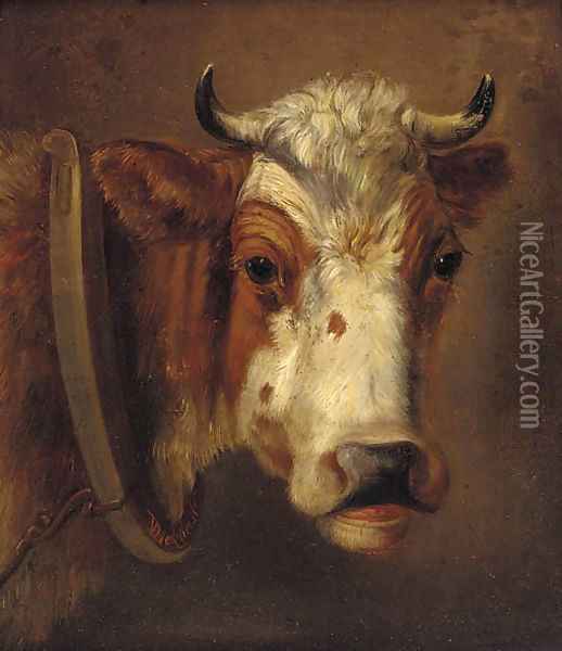 Study of a cow's head Oil Painting - Dirk Van Lokhorst