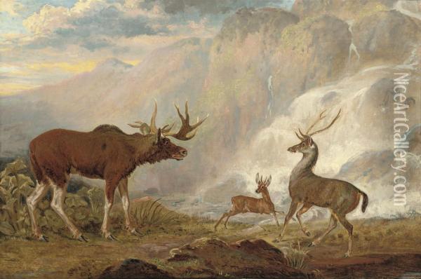The Earl Of Orford's Elk From Norway Oil Painting - George Garrard