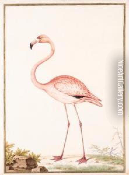 Flamant Rose - Flamingo - Phoenicopterus Ruber Oil Painting - Nicolas Robert