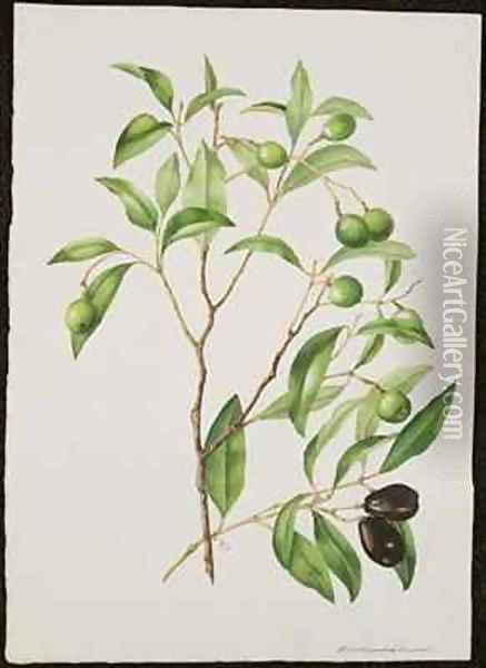Green and Black Olives Endiandra sieber Oil Painting - Adam Forster