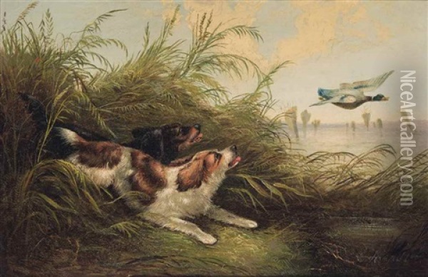 Spaniels Putting Up Mallard Oil Painting - George Armfield