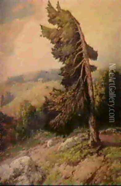 Windswept Pine Oil Painting - Maurice Braun