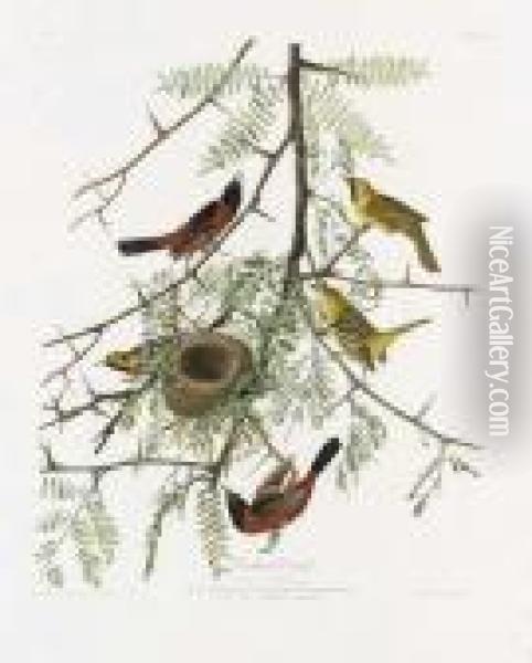 Orchard Oriole (plate Xlii)
Icterus Spurius Oil Painting - John James Audubon