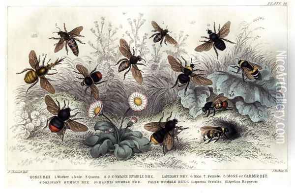 Study of different bees, engraved J. Bishop Oil Painting - J. Stewart