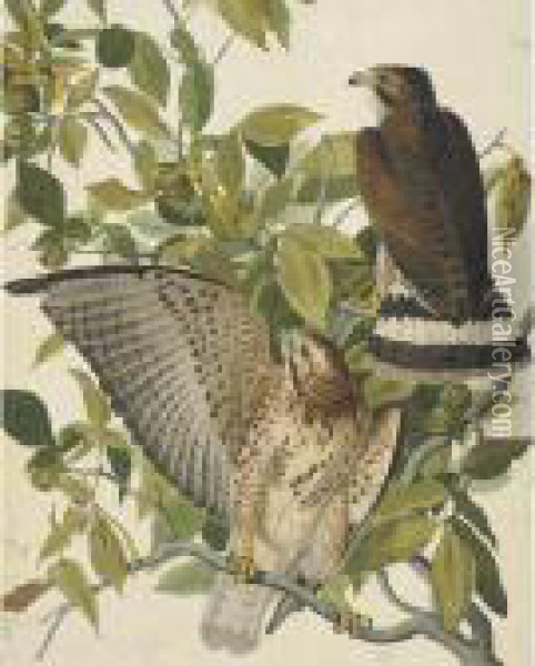 Broad-winged Hawk Oil Painting - John James Audubon