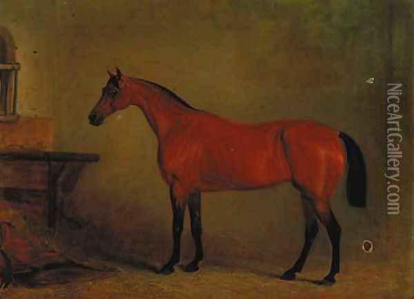 A bay hunter in a stable Oil Painting - John Jnr. Ferneley