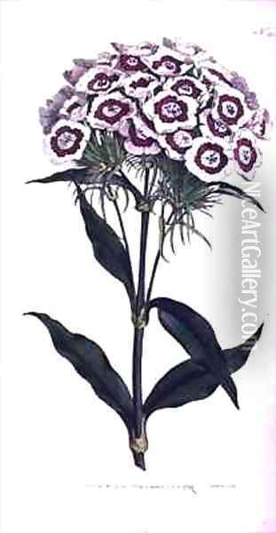 Sweet William or Bearded Pink Dianthus barbatus Oil Painting - Sydenham Teast Edwards