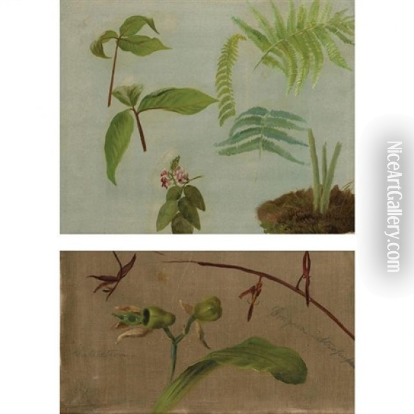 (i) Ferns And Wildflowers And (ii) Two Orchids (catasetum/gongora Atropurpurea): Two Oil Painting - William Jacob Hays the Elder