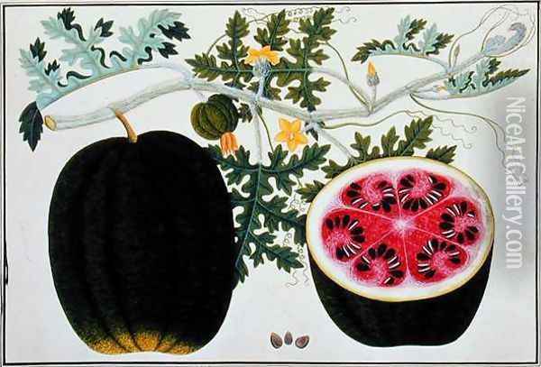 Mindikay or Water Melon, from 'Drawings of Plants from Malacca', c.1805-18 Oil Painting - Anonymous Artist