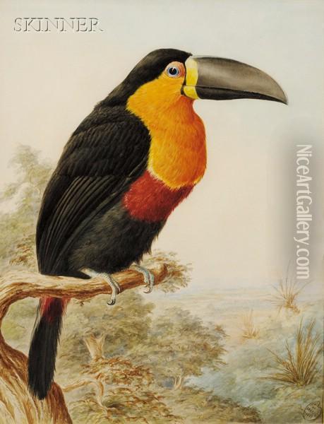 Toucan Oil Painting - Harry Bright