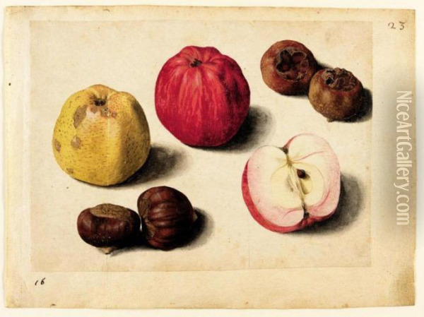 A Sheet Of Studies Of Fruits: Apples, Chestnuts And Medlars Oil Painting - Jacques (de Morgues) Le Moyne
