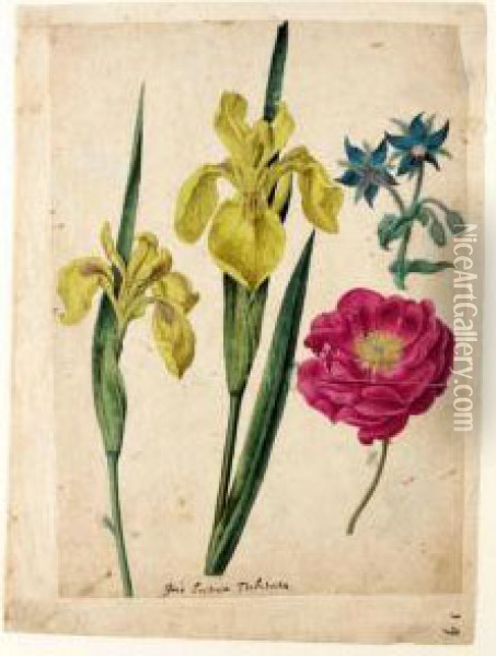 A Sheet Of Studies Of Flowers: A Borage, A French Rose And Two Wild Irises 'yellow Flag' Oil Painting - Jacques (de Morgues) Le Moyne