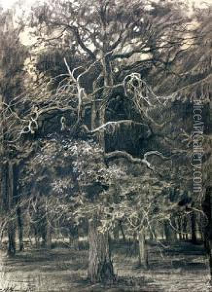 Studium Drzewa Oil Painting - Anton Kaminski