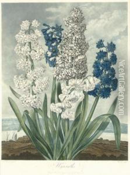 Hyacinths, From 
The Temple Of Flora Oil Painting - John Robert Wildman
