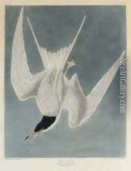 Great Tern (plate Cccix)
Common Tern, Sterna Hirundo Oil Painting - John James Audubon