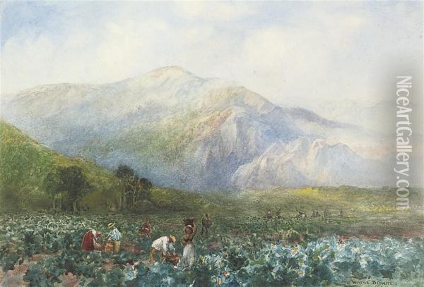 Vineyard Beneath The Drakenstein Mountains, Western Cape Oil Painting - Alfred J. Warne Browne