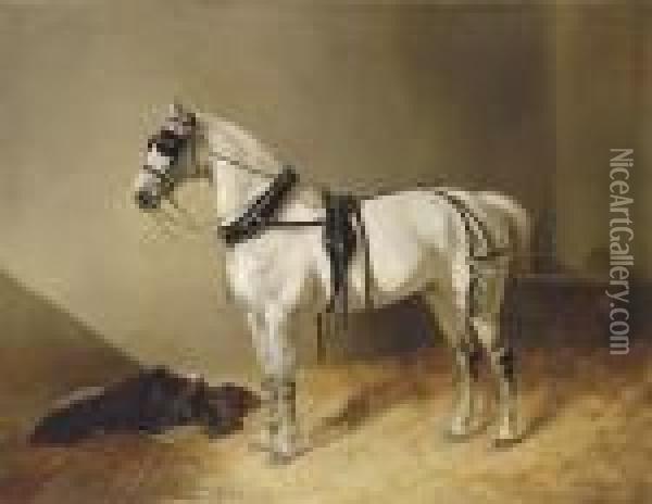A Grey Carriage Horse In A Stable Oil Painting - John Frederick Herring Snr