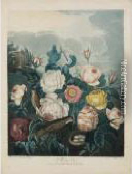 Temple Of Flora: Roses Oil Painting - Robert John, Dr. Thornton