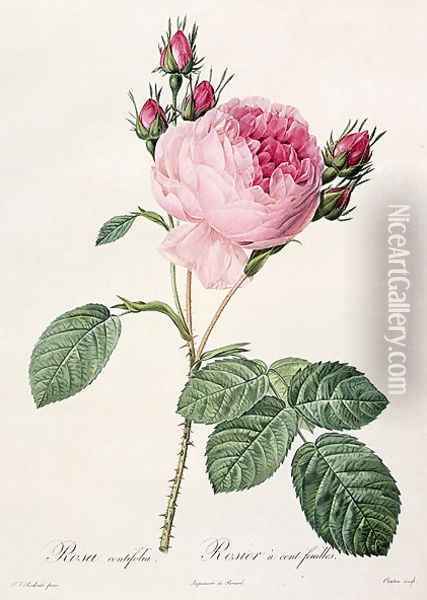 Rosa Centifolia, from Les Roses, engraved by Couten, published by Remond, 1817 Oil Painting - Pierre-Joseph Redoute