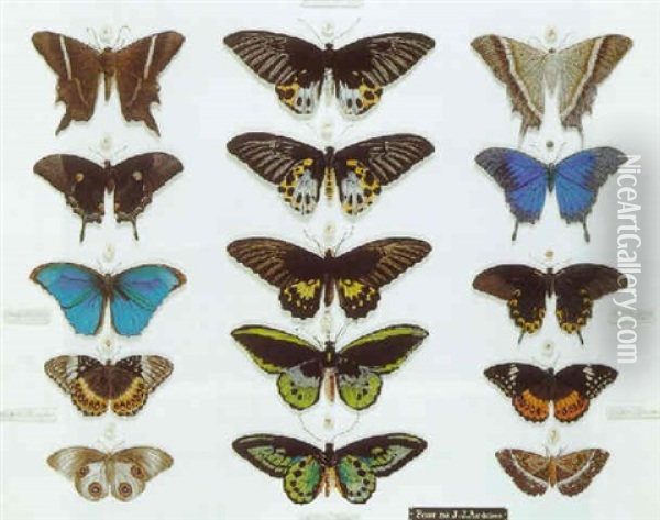 Planche De Papillon: La Famille Des Ornithopteres Oil Painting - John James Audubon