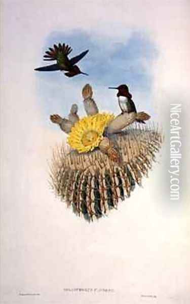 Humming Bird Oil Painting - Gould, John & Richter, H.C.