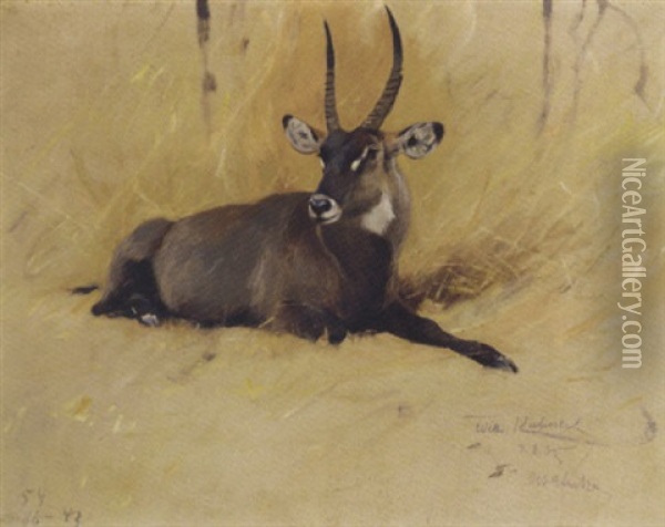 A Common Waterbuck Oil Painting - Wilhelm Friedrich Kuhnert