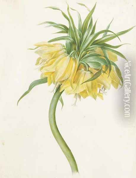 Fritillaria imperialis (Crown Imperial) Oil Painting - Josef von Brandt