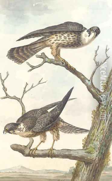 Two Merlins perching on a tree Oil Painting - Aert Schouman