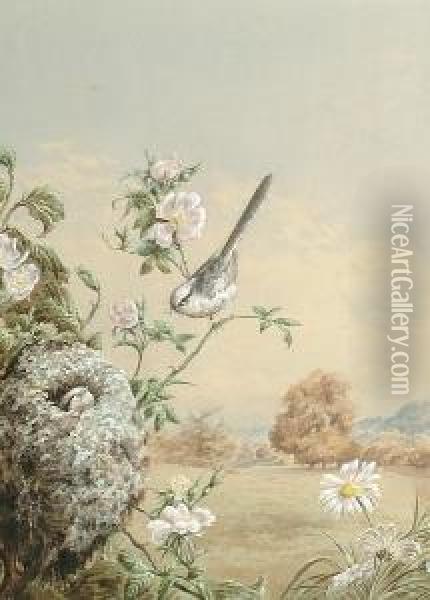 A Long-tailed Tit Taking Food To Her Young Oil Painting - Harry Bright
