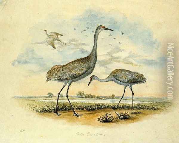 Sandhill Cranes Oil Painting - Titian Ramsay Peale