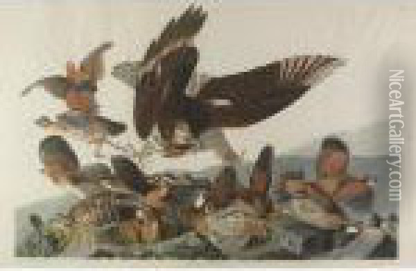 Virginia Partridge (plate Lxxvi) Oil Painting - John James Audubon