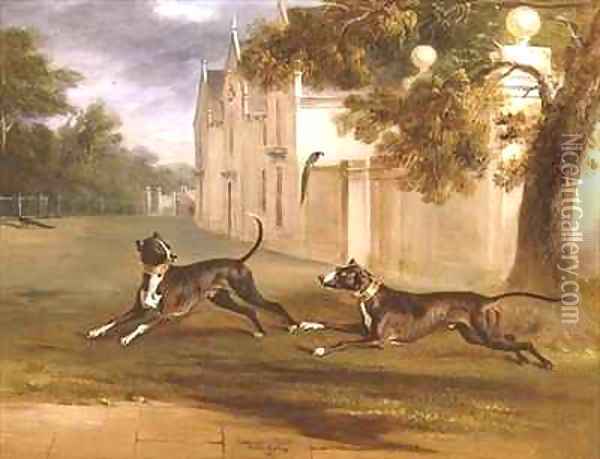 The Earl of Brownlows two Bull Terriers Nelson and Argo Oil Painting - John Snr Ferneley