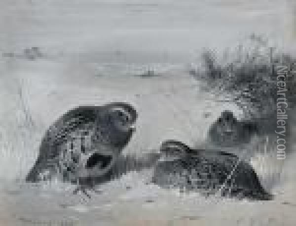 Partridge In The Snow Oil Painting - Archibald Thorburn