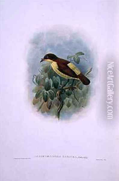 Loboparadisea serica Waterbilled Bird of Paradise Oil Painting - W. & Keulemans, J.G. Hart